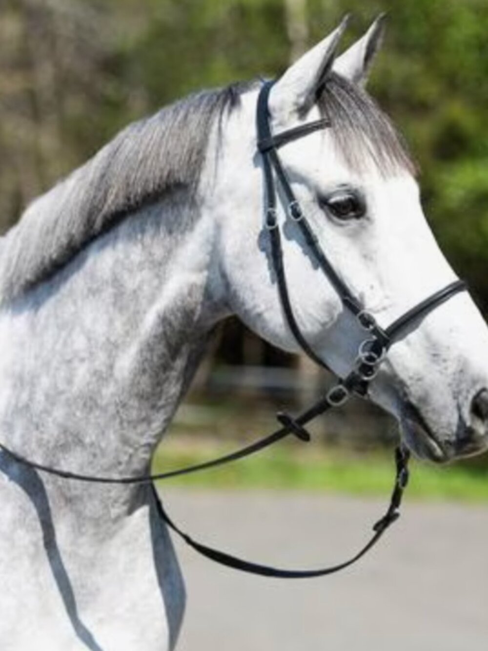 Horze bitless bridle: Black horse size. Like new.